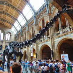 Szkielet dinozaura w holu Muzeum Historii Naturalnej w Londynie.