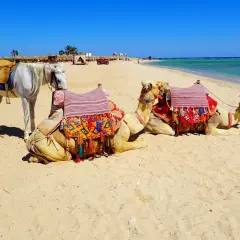 Biały koń i dwa wielbłądy na plaży w Marsa Alam. Uważaj na słońce i pamiętaj o nawodnieniu, by cieszyć się tym widokiem.