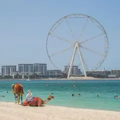 Majowa pogoda w Dubaju zachęca do kąpieli. Na plaży wielbłądy, w tle diabelski młyn i nowoczesne budynki.