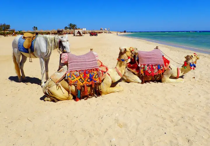 Biały koń i dwa wielbłądy na plaży w Marsa Alam. Uważaj na słońce i pamiętaj o nawodnieniu, by cieszyć się tym widokiem.