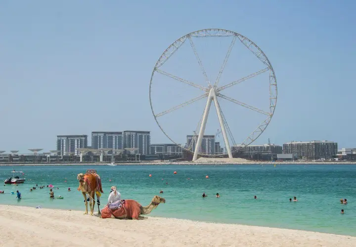 Majowa pogoda w Dubaju zachęca do kąpieli. Na plaży wielbłądy, w tle diabelski młyn i nowoczesne budynki.