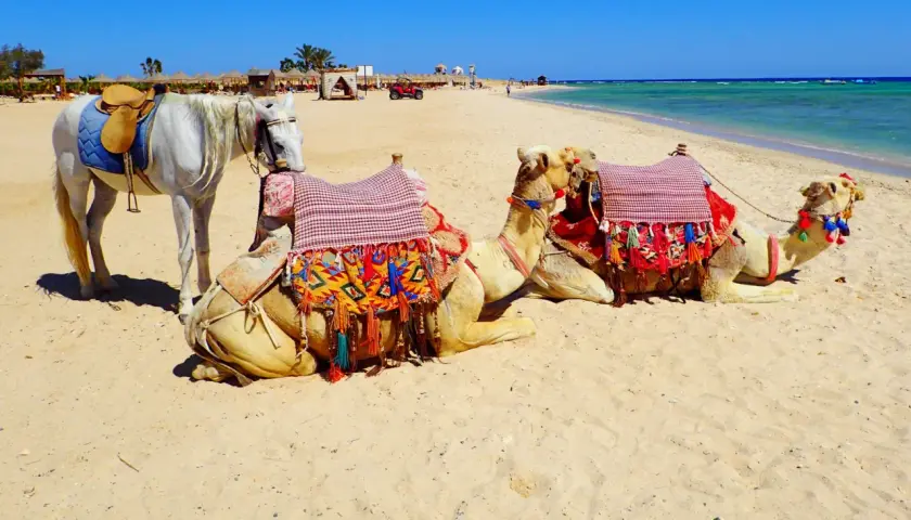 Biały koń i dwa wielbłądy na plaży w Marsa Alam. Uważaj na słońce i pamiętaj o nawodnieniu, by cieszyć się tym widokiem.