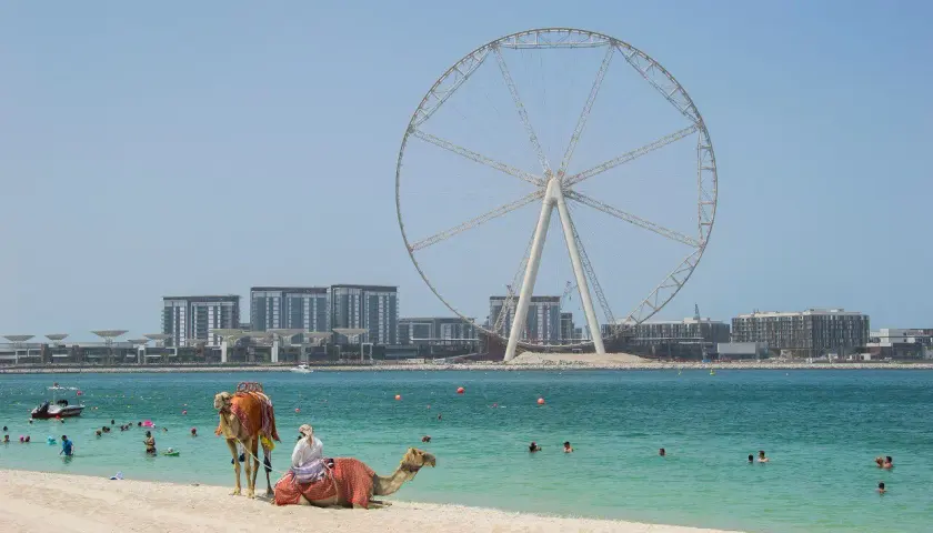 Majowa pogoda w Dubaju zachęca do kąpieli. Na plaży wielbłądy, w tle diabelski młyn i nowoczesne budynki.