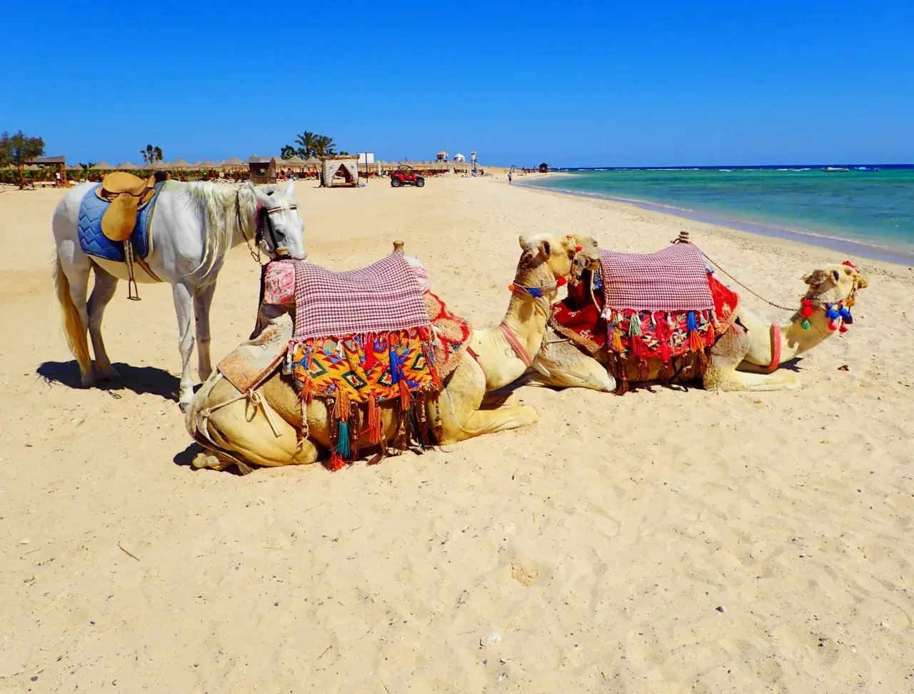 Biały koń i dwa wielbłądy na plaży w Marsa Alam. Uważaj na słońce i pamiętaj o nawodnieniu, by cieszyć się tym widokiem.
