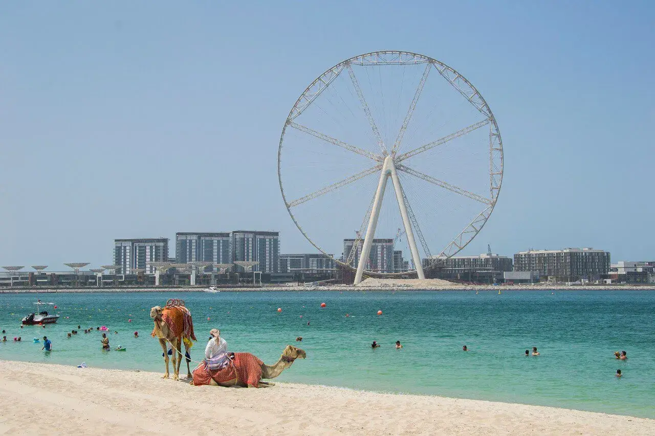 Majowa pogoda w Dubaju zachęca do kąpieli. Na plaży wielbłądy, w tle diabelski młyn i nowoczesne budynki.