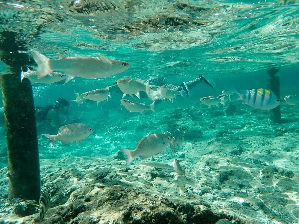 Podwodny świat przy hotelu Lazuli Marsa Alam: ławica ryb pływa wok&oacute;ł nurka.