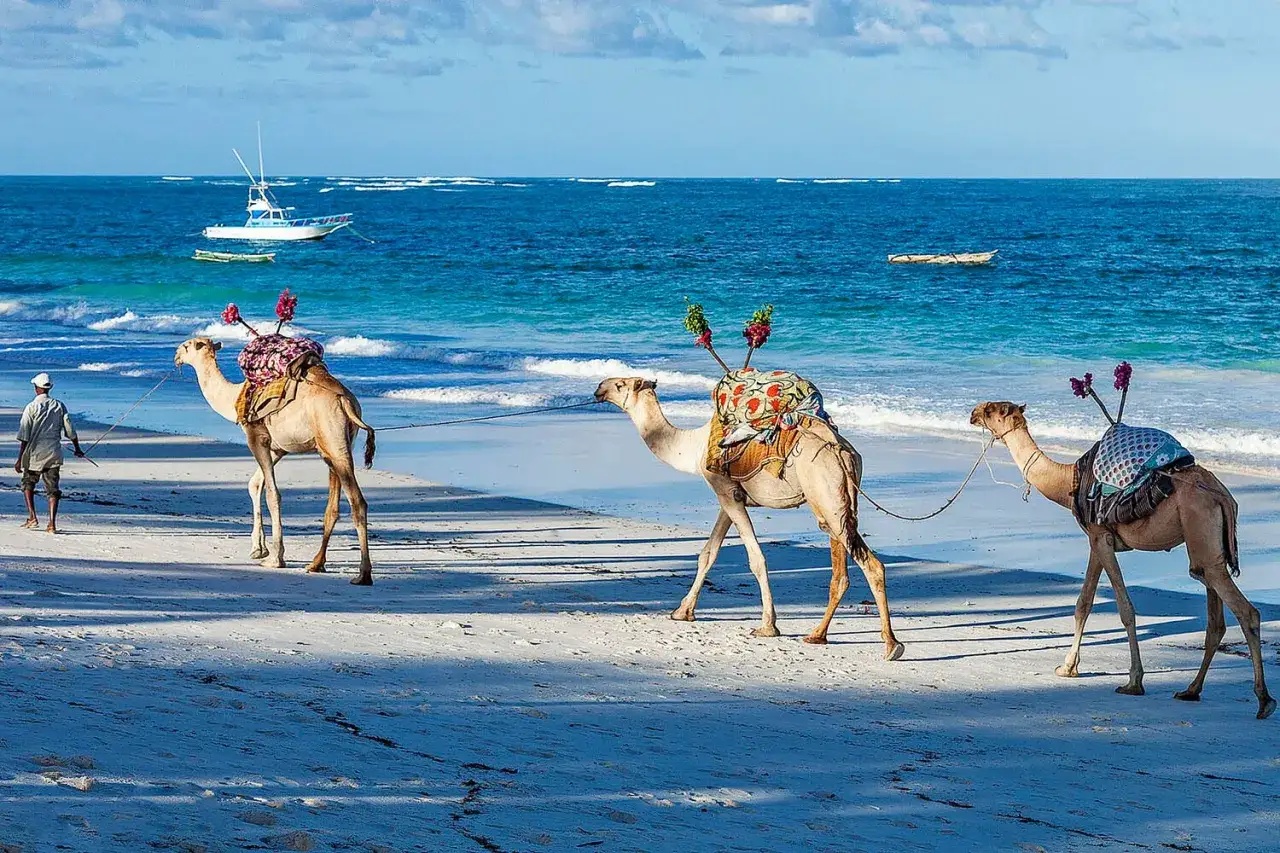 Trzy wielbłądy na plaży w Kenii, prowadzone przez człowieka, z ozdobnymi siodłami i kwiatami.