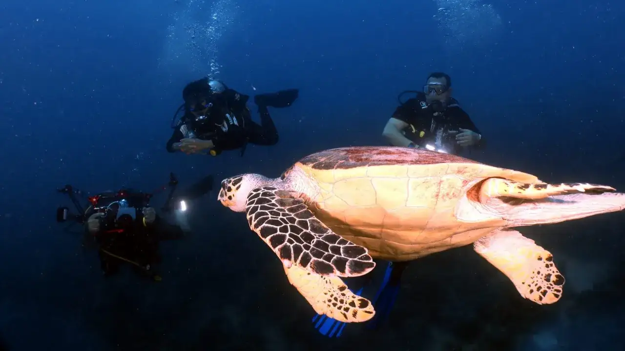 Podczas nurkowania w Marsa Alam, uważaj na żółwie morskie. Trzech nurków obserwuje jednego z nich.